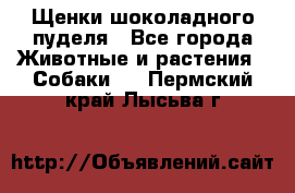 Щенки шоколадного пуделя - Все города Животные и растения » Собаки   . Пермский край,Лысьва г.